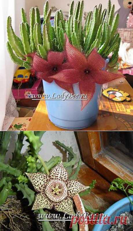 СТАПЕЛИЯ (STAPELIA).