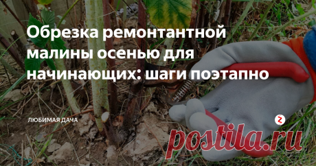 Обрезка ремонтантной малины осенью для начинающих: шаги поэтапно Ни для кого не будет секретом в наше время, что для получения богатого урожая и вкусных сочных ягод мало их высадить. За малиновым кустиком, как, впрочем, и за другими растениями, нужен правильный уход. В этой статье я коснусь именно темы обрезки. Новичкам, наверное, сложно понять, что делать с кустиками, поэтому я все подробно расскажу.
Обрезка ремонтантной малины поэтапно
Я обрезаю кустики не то