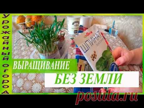 ВЫРАЩИВАНИЕ РАССАДЫ ШПИНАТА И СВЕКЛЫ БЕЗ ЗЕМЛИ! - YouTube