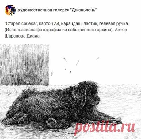 собаки