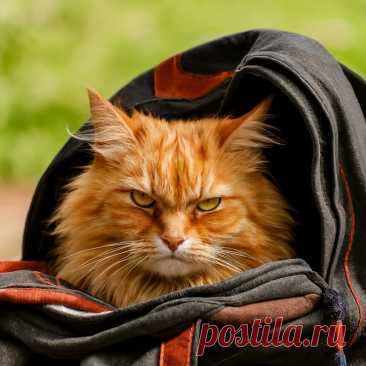 Рыжее счастье - OGADANIE.RU