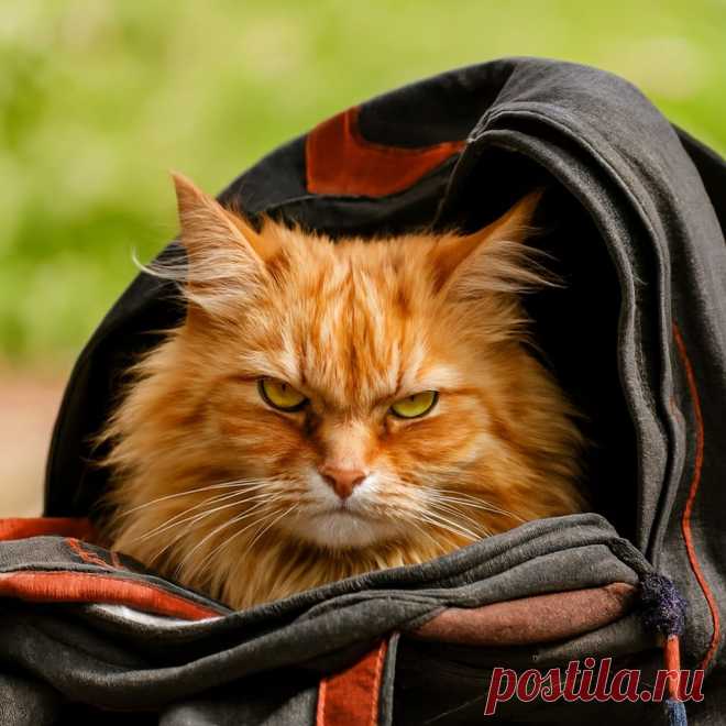 Рыжее счастье - OGADANIE.RU