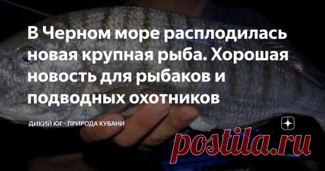 В Черном море расплодилась новая крупная рыба. Хорошая новость для рыбаков и подводных охотников Экосистема Черного моря относительно молодая и считается, что далека от равновесия, вследствие чего очень восприимчива к внешним воздействиям. Недостаточная сопротивляемость к проникновению новых рыб или моллюсков, обуславливает постоянное появление в нём видов-вселенцев. Процесс появления новых видов ускорился вместе с увеличением судоходства в регионе, но и без человека живот...
