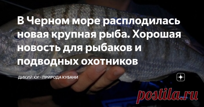 В Черном море расплодилась новая крупная рыба. Хорошая новость для рыбаков и подводных охотников Экосистема Черного моря относительно молодая и считается, что далека от равновесия, вследствие чего очень восприимчива к внешним воздействиям. Недостаточная сопротивляемость к проникновению новых рыб или моллюсков, обуславливает постоянное появление в нём видов-вселенцев. Процесс появления новых видов ускорился вместе с увеличением судоходства в регионе, но и без человека живот...