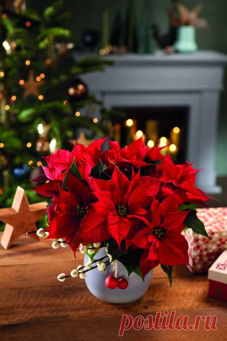 poinsettias grandes en punto de cruz para cojines de navidad - Búsqueda de Google