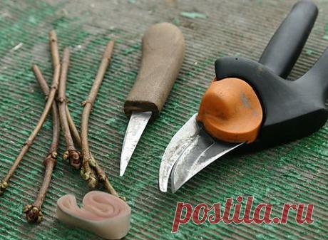 Зимняя прививка на Supersadovnik.ru