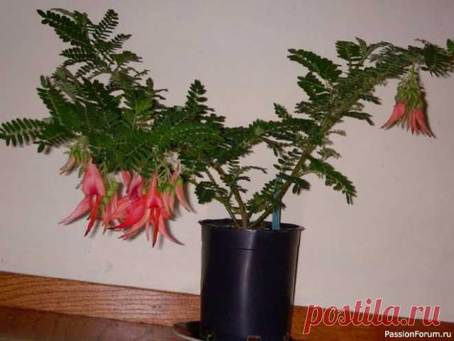 Комнатные растения. Клиантус Клиантус - это растение еще пока редкий гость на наших подоконниках. И цветение у клиантуса тоже редкой красоты и формы. На вид цветок клиантуса выглядит как клюв попугая. Родина растения - земли Австралии. Пока Клиантус выращивается в большей степени в оранжереях. В магазинах продают в...