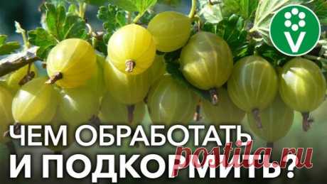 КРЫЖОВНИК ЗАСЫПЛЕТ ВАС КРУПНЫМИ И СЛАДКИМИ ЯГОДАМИ, если вы сделаете так в апреле! | Procvetok | Дзен