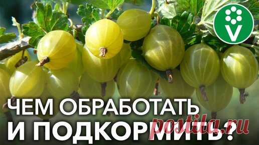 КРЫЖОВНИК ЗАСЫПЛЕТ ВАС КРУПНЫМИ И СЛАДКИМИ ЯГОДАМИ, если вы сделаете так в апреле! | Procvetok | Дзен