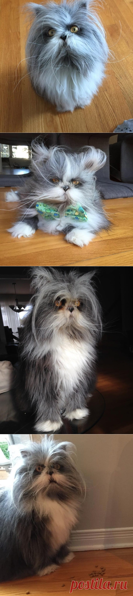 No One On The Internet Can Tell Whether This Animal Is A Cat Or A Dog