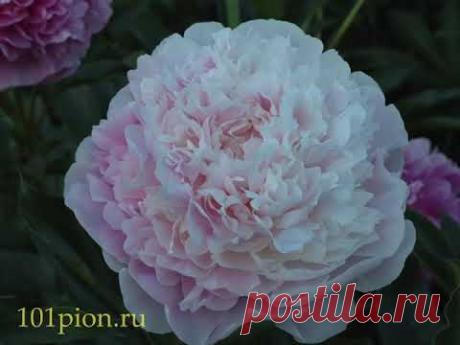 Пионы. Цветение 2021. Часть 3.