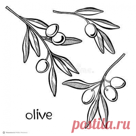 Эскизы для вышивки: ветка оливы