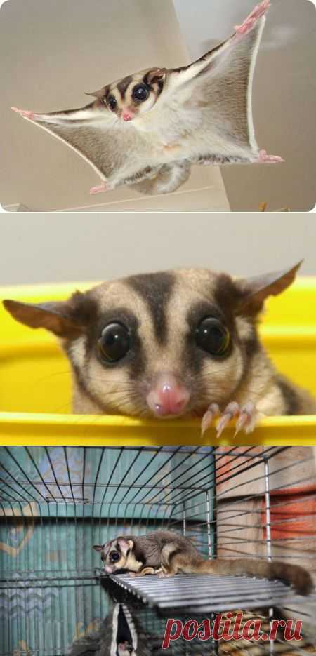 Опыт в общении с сахарным поссумом. | Отзывы и полезная информация "Кнопкастарта"