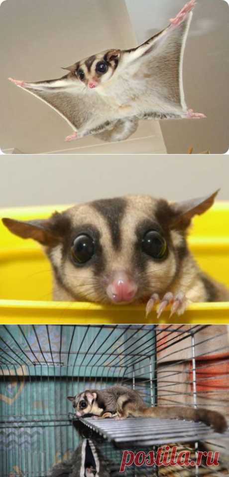 Опыт в общении с сахарным поссумом. | Отзывы и полезная информация "Кнопкастарта"