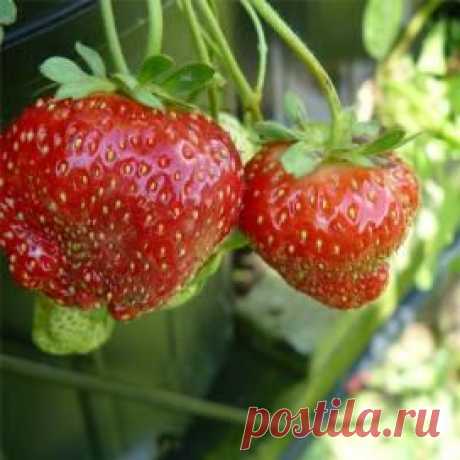 Земляника садовая: почему ягоды корявые? — FloweryVale.ru