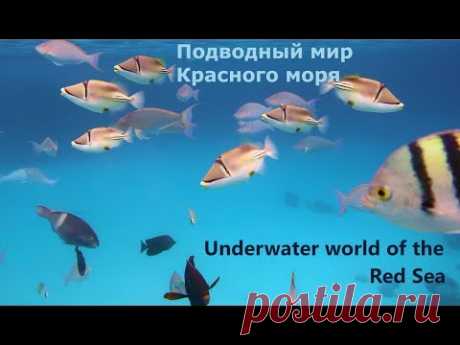 Подводный мир Красного моря. Бухта Наама Бей. - YouTube