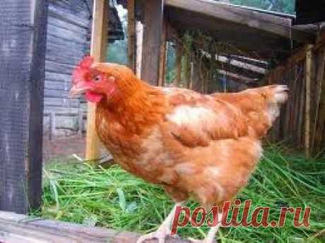 Как удобрять куриным пометом - Мастер