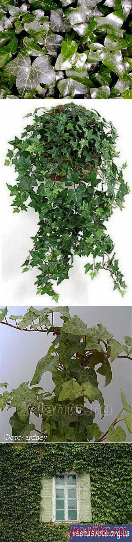 Плющ (Хедера) Hedera | Наш уютный дом