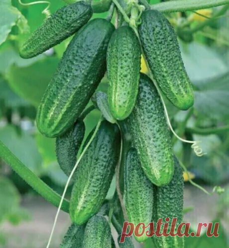 Лучшие пyчковые cоpта огуpцов. Записывайте чтобы не потерять