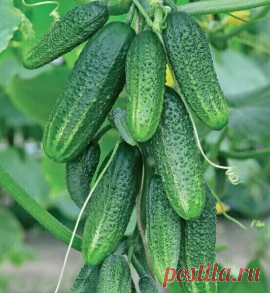 Лучшие пyчковые cоpта огуpцов. Записывайте чтобы не потерять