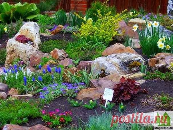 Первоцветы фото | Дачная жизнь - сад, огород, дача