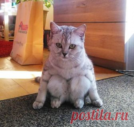 Не от мира сего: 15 фото котиков, которые ведут себя очень странно 

Конечно, котики всегда ведут себя очень странно. Но на этих фотографиях они ведут себя ОЧЕНЬ СТРАННО.
1. "Кот моих друзей постоянно делает вот так"

2. "По непонятной причине кот моей сестры сидит т…