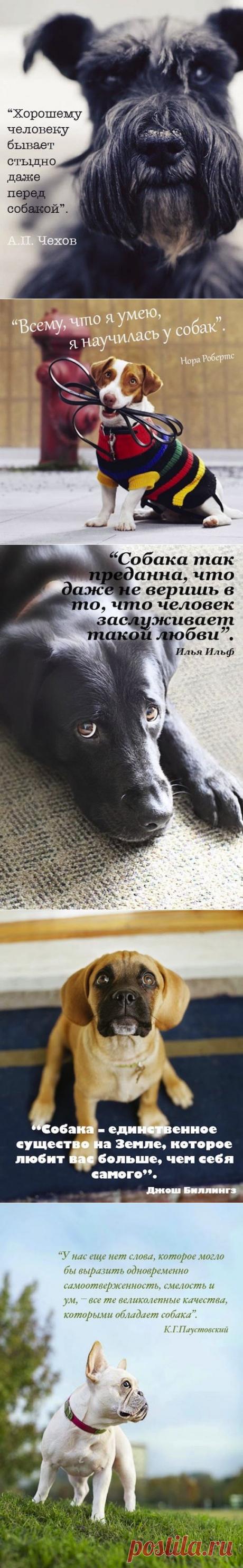 Известные люди о собаках