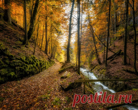 Картинки швейцария, осень, лес, ручей, деревья, листья, природа - обои 1280x1024, картинка №435581