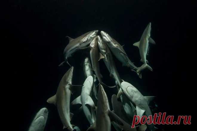 «Природа не знает пощады, но в ней нет ненависти»: фотограф 4 года снимал, как охотится стая акул