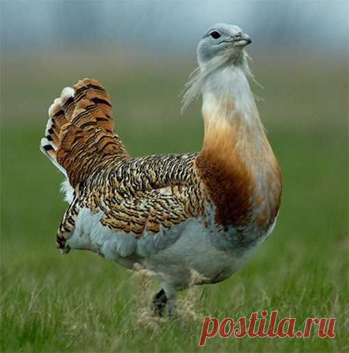 Дрофа – степная крупная птица.
Во многом дрофа выглядит как индюк. Однако в отличие от индюков самки этих птиц гораздо меньше самцов. Если самец дрофы достигает веса иногда до 21 кг, то самочка весит всего около 4 – 8 кг.
Больше фото: https://vk.com/funny_animals_world?w=wall-158506806_4885