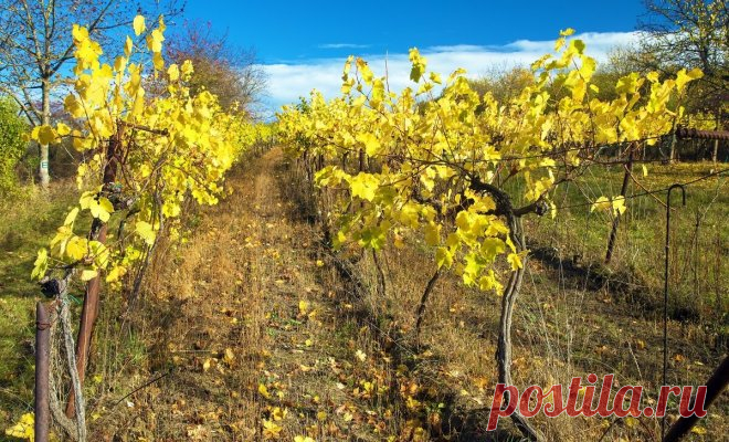 Как подготовить виноград к зиме – все работы в календарном порядке | В саду (Огород.ru)