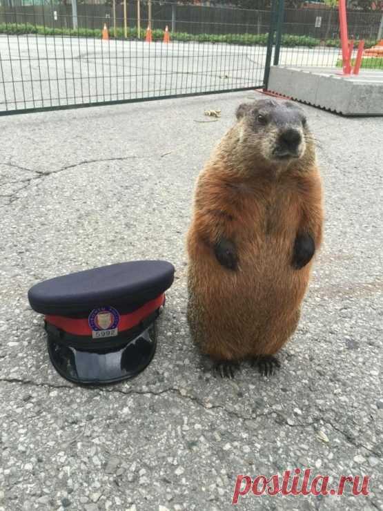 Этот безумный, безумный мир. Новое / Всё самое лучшее из интернета...............!???