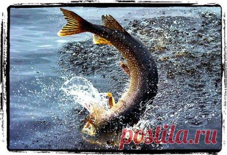 Щука осенью на блесну / Богатая добыча