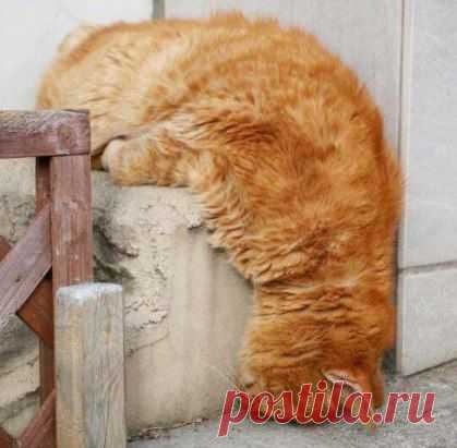 Высшая степень лени выглядит так