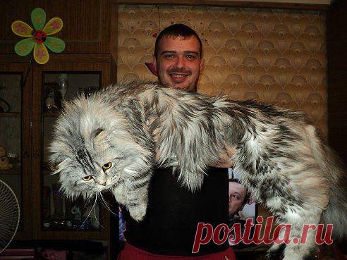 Масяська. А эта ,знатная зверюга вам знакома?)))