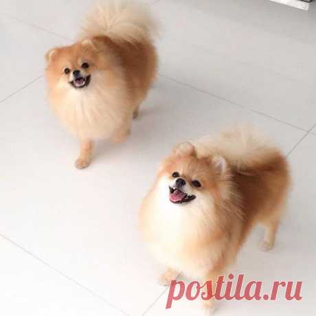 ♥ ЖИВОТНЫЕ ♥ ПРИРОДА ♥