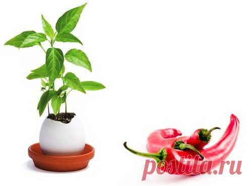 Детокс продукты - arminesan.com