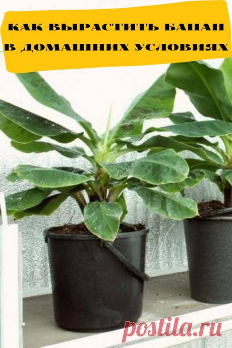 как вырастить банан в домашних условиях