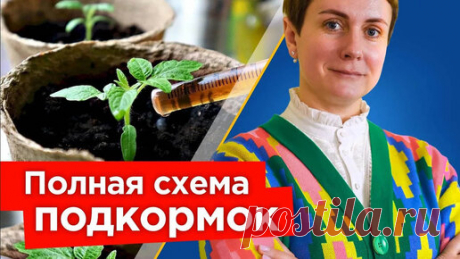 Хотите крепкую рассаду и быстрый рост корней? Вот лучшая схема подкормок для рассады овощей и цветов | Procvetok | Дзен
