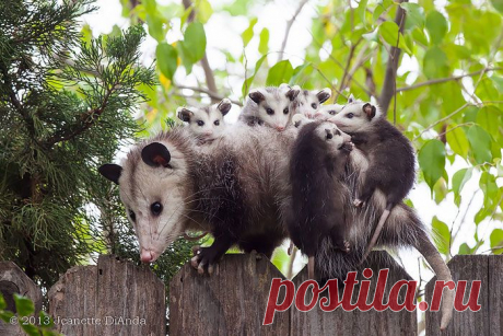 15 поссумов и опоссумов доказывающих, что они самые милые существа в мире