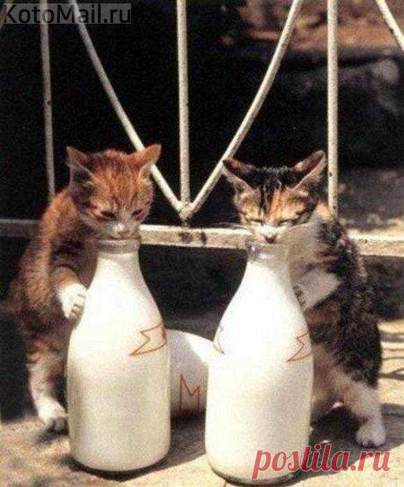 Любимый напиток котят