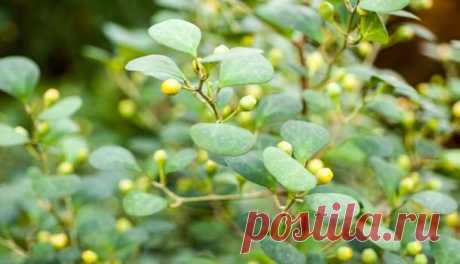 Разнолистный фикус, выращивание и уход — Сад на подоконнике