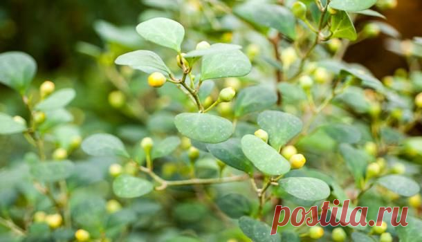 Разнолистный фикус, выращивание и уход — Сад на подоконнике