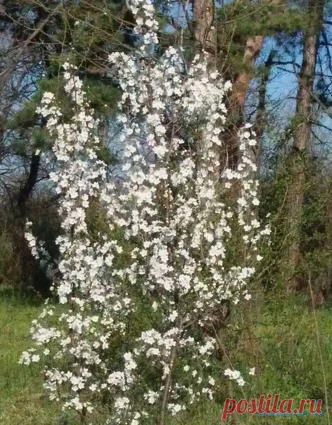 весна