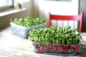 Микрозелень - как вырастить самому