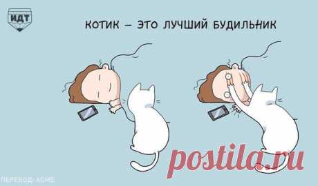10 преимуществ жизни с котэйкой! &amp;#8212; Планета и человек