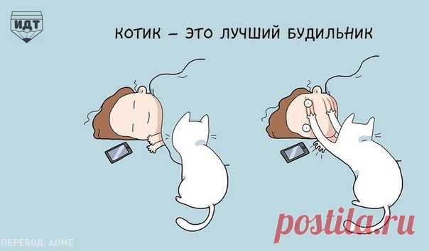 10 преимуществ жизни с котэйкой! &#8212; Планета и человек