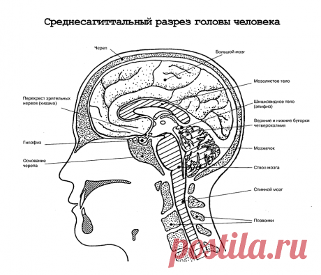 Среднесагиттальный разрез головы человека