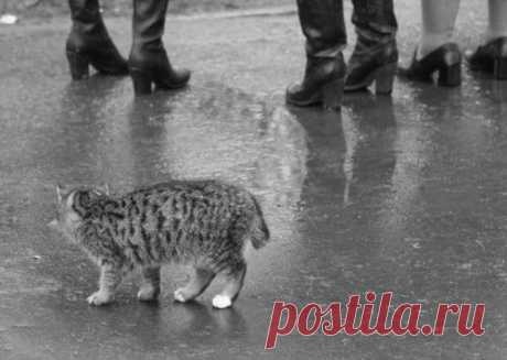 А это кот в руках от счастья плакал....