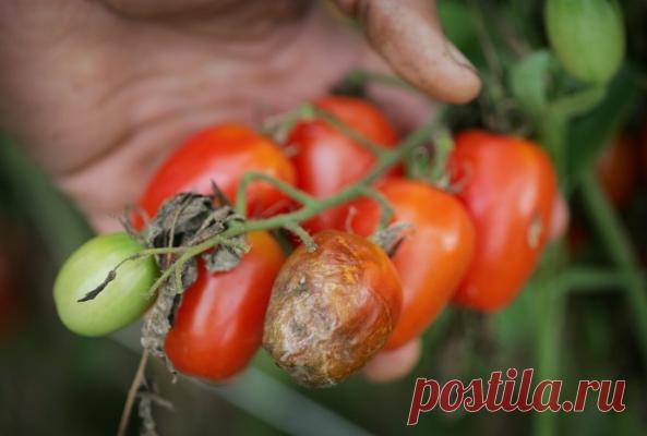 14 народных советов от фитофторы помидор » Женский Мир